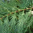 Kép 2/3 - Cupressocyparis leylandii - Leylandi ciprus levélzete