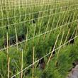 Kép 2/4 - Cupressocyparis leylandii 'Oger' - Leyland ciprus állomány