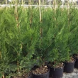 Kép 1/4 - Cupressocyparis leylandii 'Oger' - Leyland ciprus 'Oger'