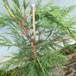 Kép 2/5 - Cupressocyparis leylandii 'Skinners Green' – Leylandi ciprus