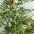 Kép 3/5 - Cupressocyparis leylandii 'Skinners Green' – Leylandi ciprus