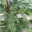 Kép 5/5 - Cupressocyparis leylandii 'Skinners Green' – Leylandi ciprus