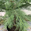 Kép 4/5 - Cupressocyparis leylandii 'Skinners Green' – Leylandi ciprus