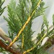 Kép 4/5 - Cupressocyparis leylandii 'Stape Hill' – Leylandi ciprus