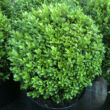 Kép 2/4 - Buxus sempervirens - örökzöld puszpáng