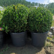 Buxus sempervirens - örökzöld puszpáng