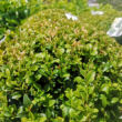 Kép 5/5 - Buxus sempervirens - örökzöld puszpáng