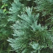Kép 2/2 - Sequoiadendron giganteum 'Glaucum' - Kék lombú óriás mamutfenyő
