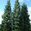 Kép 1/2 - Sequoiadendron giganteum 'Glaucum' - Kék lombú óriás mamutfenyő