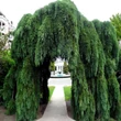 Kép 1/4 - Sequoiadendron giganteum 'Pendulum' - Csüngő hajtású óriás mamutfenyő