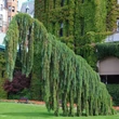 Kép 2/4 - Sequoiadendron giganteum 'Pendulum' - Csüngő hajtású óriás mamutfenyő
