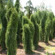 Kép 3/4 - Sequoiadendron giganteum 'Pendulum' - Csüngő hajtású óriás mamutfenyő