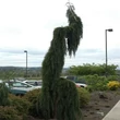 Kép 4/4 - Sequoiadendron giganteum 'Pendulum' - Csüngő hajtású óriás mamutfenyő
