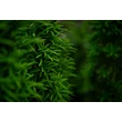 Kép 2/4 - Taxus baccata 'Fastigiata Robusta' – Oszlopos tiszafa