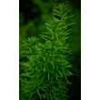 Kép 3/4 - Taxus baccata 'Fastigiata Robusta' – Oszlopos tiszafa