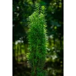 Kép 4/4 - Taxus baccata 'Fastigiata Robusta' – Oszlopos tiszafa