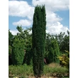 Kép 1/4 - Taxus baccata 'Fastigiata Robusta' – Oszlopos tiszafa