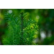 Kép 2/4 - Taxus baccata 'Overeynderi' - Oszlopos tiszafa (termős)