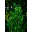 Kép 3/4 - Taxus baccata 'Overeynderi' - Oszlopos tiszafa (termős)