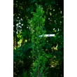 Kép 4/4 - Taxus baccata 'Overeynderi' - Oszlopos tiszafa (termős)