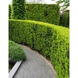 Kép 1/2 - Taxus baccata 'Sövény' - Tiszafa sövény (porzós)