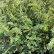 Kép 2/2 - Taxus baccata 'Sövény' - Tiszafa sövény (porzós)