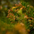 Kép 1/4 - Taxus baccata '51.sz.klón' - Tiszafa (termős)