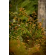 Kép 2/4 - Taxus baccata '51.sz.klón' - Tiszafa (termős)