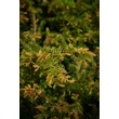 Kép 3/4 - Taxus baccata '51.sz.klón' - Tiszafa (termős)