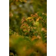 Kép 4/4 - Taxus baccata '51.sz.klón' - Tiszafa (termős)
