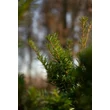 Kép 6/11 - Taxus x media 'Farmen' – Tiszafa