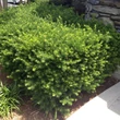 Kép 1/2 - Taxus cuspidata – Japán tiszafa