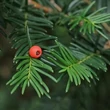 Kép 2/2 - Taxus cuspidata – Japán tiszafa