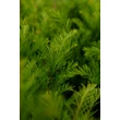 Kép 3/4 - Taxus media 'Groenland' – Oszlopos tiszafa