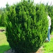 Kép 1/4 - Taxus media 'Groenland' – Oszlopos tiszafa