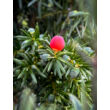 Kép 2/3 - Taxus media 'Hicksii' - Oszlopos tiszafa (termős) - képek rendelés vásárlás a Megyeri Szabolcs Kertészeti webáruházban.