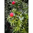 Kép 3/3 - Taxus media 'Hicksii' - Oszlopos tiszafa (termős) - képek rendelés vásárlás a Megyeri Szabolcs Kertészeti webáruházban.