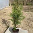 Kép 1/2 - Thuja plicata 'Martin' – Tuja