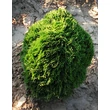 Kép 1/3 - Thuja occidentalis 'Danica' - Törpe gömbtuja