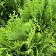 Kép 2/3 - Thuja occidentalis 'Danica' - Törpe gömbtuja