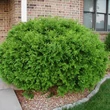 Kép 1/2 - Thuja occidentalis 'Globosa' – Gömb nyugati tuja