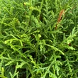Kép 2/2 - Thuja occidentalis 'Globosa' – Gömb nyugati tuja