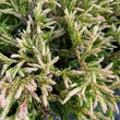 Kép 2/2 - Thuja occidentalis 'Golden Tuffet' – Aranylombú törpe gömbtuja