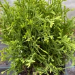 Kép 4/4 - Thuja occidentalis 'Waterfield' – Nyugati tuja