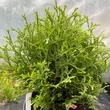 Kép 2/4 - Thuja occidentalis 'Waterfield' – Nyugati tuja