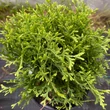 Kép 3/4 - Thuja occidentalis 'Waterfield' – Nyugati tuja