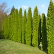 Kép 3/4 - Thuja occidentalis 'Malonyana' - Nyugati oszlopos tuja