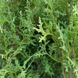 Kép 4/4 - Thuja occidentalis 'Malonyana' - Nyugati oszlopos tuja