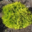 Kép 1/3 - Thuja occidentalis 'Mirjam' – Arany törpe gömbtuja