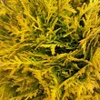 Kép 2/3 - Thuja occidentalis 'Mirjam' – Arany törpe gömbtuja